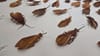 Re-Seen Cockroach