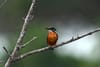 A Bird Walk for Children